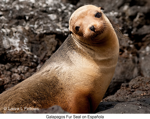 Galapagos Fur Seal - © James F Wittenberger and Exotic Birding LLC