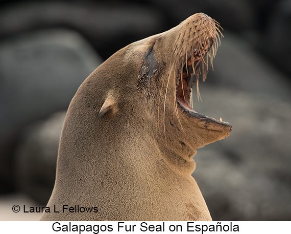 Galapagos Fur Seal - © James F Wittenberger and Exotic Birding LLC
