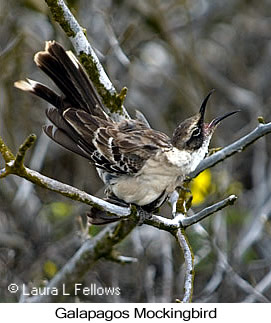 Galapagos Mockingbird - © Laura L Fellows and Exotic Birding LLC