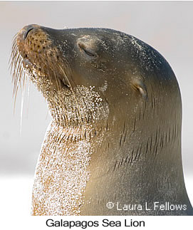 Galapagos Sea Lion - © Laura L Fellows and Exotic Birding LLC