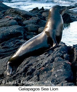 Galapagos Sea Lion - © Laura L Fellows and Exotic Birding LLC