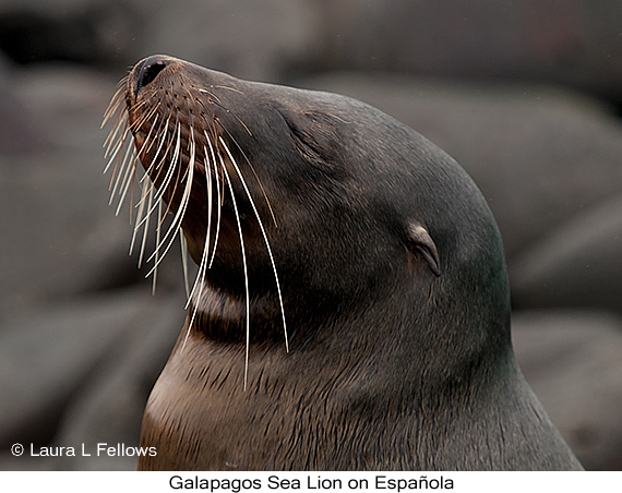 Galapagos Sea Lion - © James F Wittenberger and Exotic Birding LLC