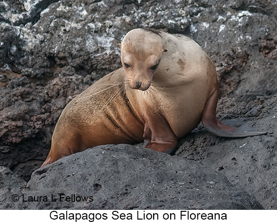 Galapagos Sea Lion - © James F Wittenberger and Exotic Birding LLC