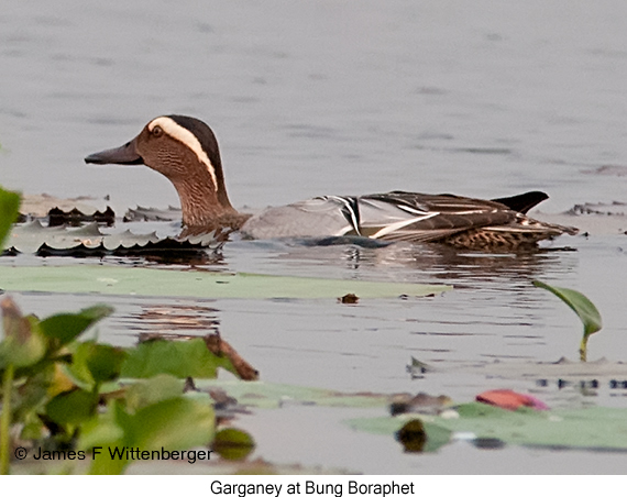 Garganey - © James F Wittenberger and Exotic Birding LLC
