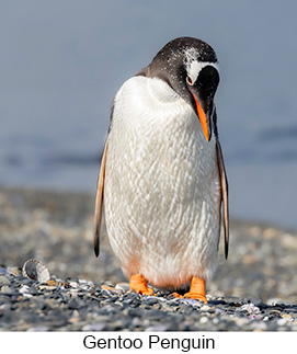 Gentoo Penguin  - Courtesy Argentina Wildlife Expeditions