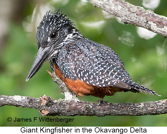 Giant Kingfisher - © James F Wittenberger and Exotic Birding LLC