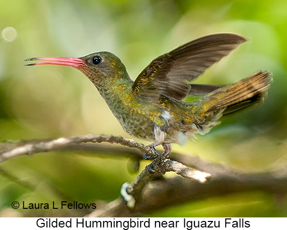 Gilded Hummingbird - © Laura L Fellows and Exotic Birding LLC