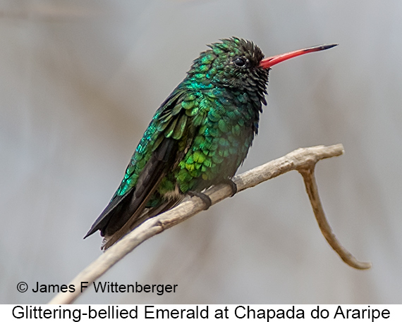 Glittering-bellied Emerald - © James F Wittenberger and Exotic Birding LLC
