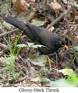 Glossy-black Thrush - © James F Wittenberger and Exotic Birding LLC