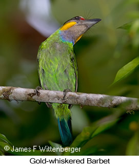 Gold-whiskered Barbet - © James F Wittenberger and Exotic Birding LLC