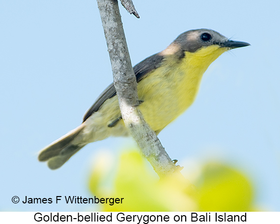 Golden-bellied Gerygone - © James F Wittenberger and Exotic Birding LLC