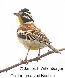 Golden-breasted Bunting - © James F Wittenberger and Exotic Birding LLC