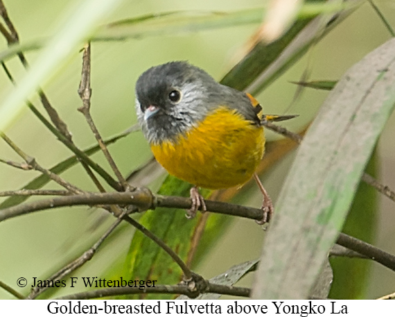 Golden-breasted Fulvetta - © James F Wittenberger and Exotic Birding LLC