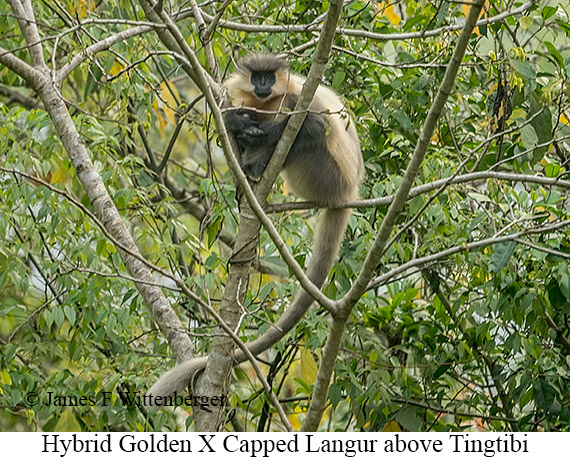 Golden Langur X Capped Langur hybrid - © James F Wittenberger and Exotic Birding LLC