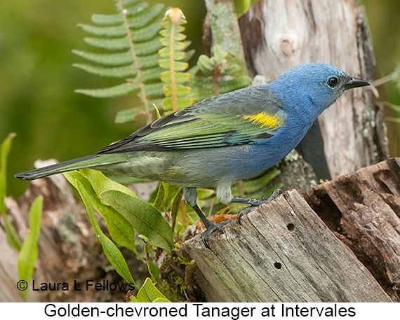 Golden-chevroned Tanager - © James F Wittenberger and Exotic Birding LLC