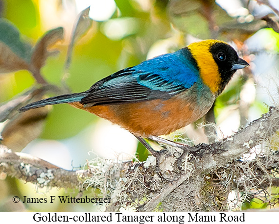 Golden-collared Tanager - © James F Wittenberger and Exotic Birding LLC