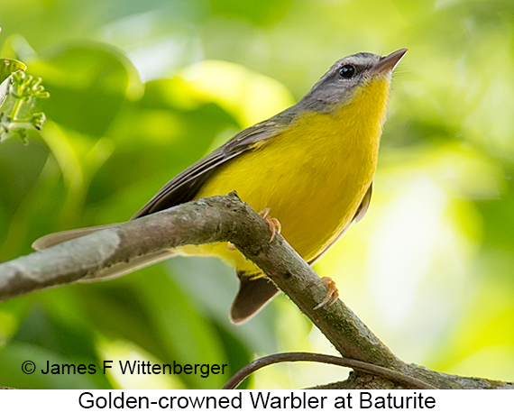 Golden-crowned Warbler - © James F Wittenberger and Exotic Birding LLC
