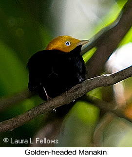 Golden-headed Manakin - © Laura L Fellows and Exotic Birding LLC