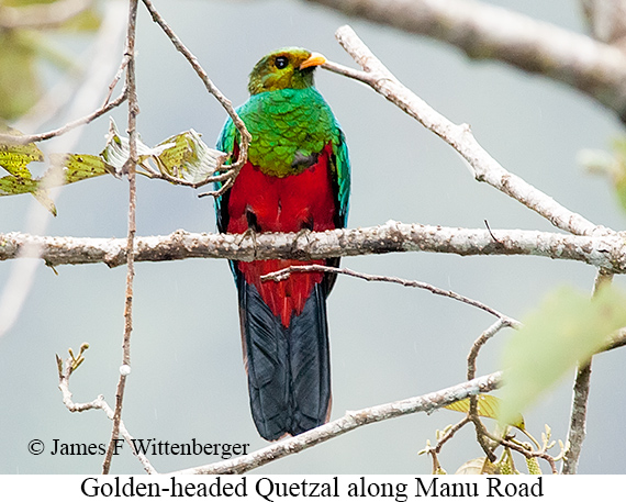 Golden-headed Quetzal - © James F Wittenberger and Exotic Birding LLC