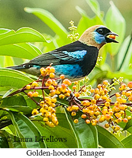 Golden-hooded Tanager - © Laura L Fellows and Exotic Birding LLC