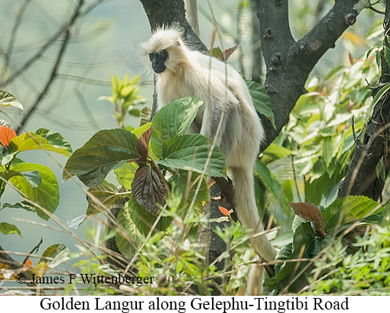 Golden Langur - © James F Wittenberger and Exotic Birding LLC