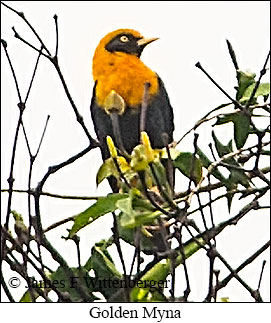 Golden Myna - © James F Wittenberger and Exotic Birding LLC