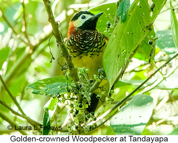Golden-olive Woodpecker - © Laura L Fellows and Exotic Birding LLC