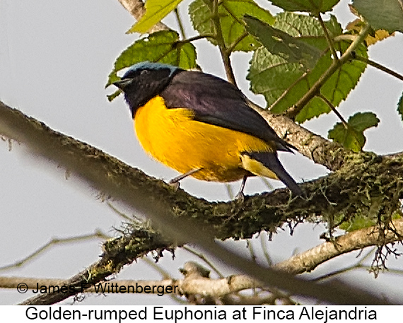 Golden-rumped Euphonia - © James F Wittenberger and Exotic Birding LLC