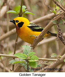 Golden Tanager - © James F Wittenberger and Exotic Birding LLC