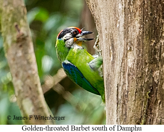 Golden-throated Barbet - © James F Wittenberger and Exotic Birding LLC