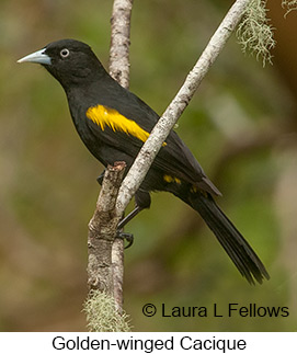 Golden-winged Cacique - © Laura L Fellows and Exotic Birding LLC
