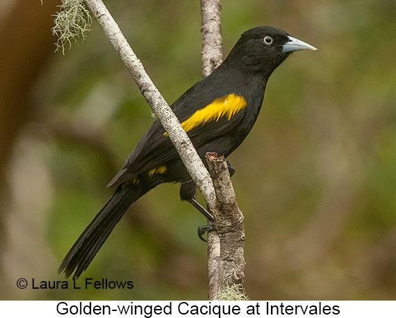 Golden-winged Cacique - © Laura L Fellows and Exotic Birding LLC