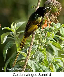 Golden-winged Sunbird - © James F Wittenberger and Exotic Birding LLC