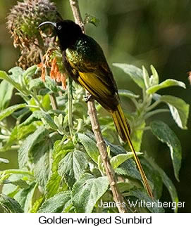 Golden-winged Sunbird - © James F Wittenberger and Exotic Birding LLC