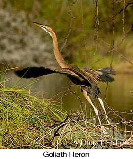 Goliath Heron - © Laura L Fellows and Exotic Birding LLC