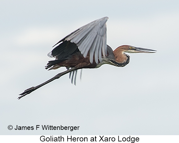 Goliath Heron - © James F Wittenberger and Exotic Birding LLC