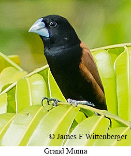 Grand Munia - © James F Wittenberger and Exotic Birding LLC