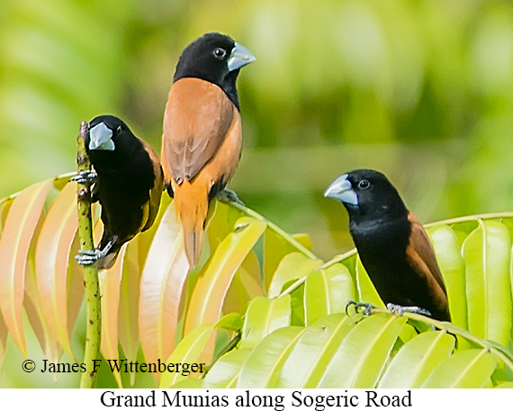 Grand Munia - © James F Wittenberger and Exotic Birding LLC