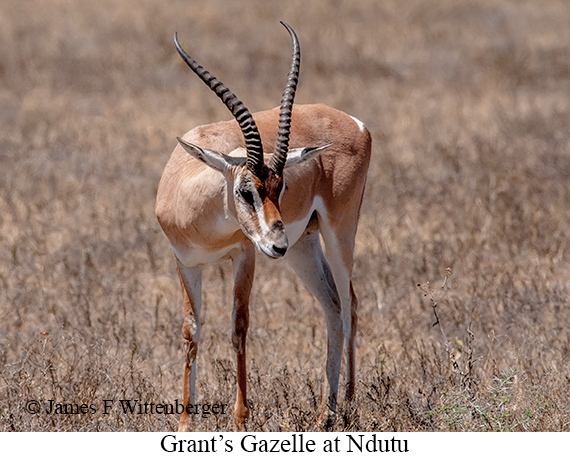 Grant's Gazelle - © James F Wittenberger and Exotic Birding LLC