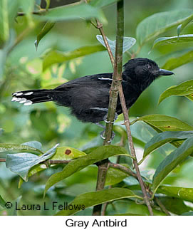 Gray Antbird - © Laura L Fellows and Exotic Birding LLC