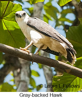 Gray-backed Hawk - © Laura L Fellows and Exotic Birding LLC