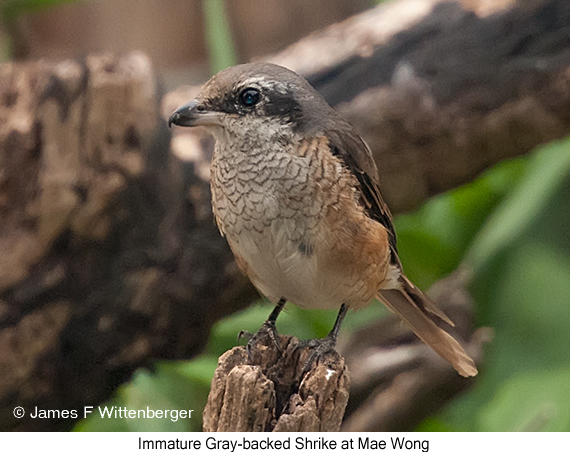 Gray-backed Shrike - © James F Wittenberger and Exotic Birding LLC
