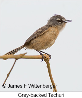 Gray-backed Tachuri - © James F Wittenberger and Exotic Birding LLC