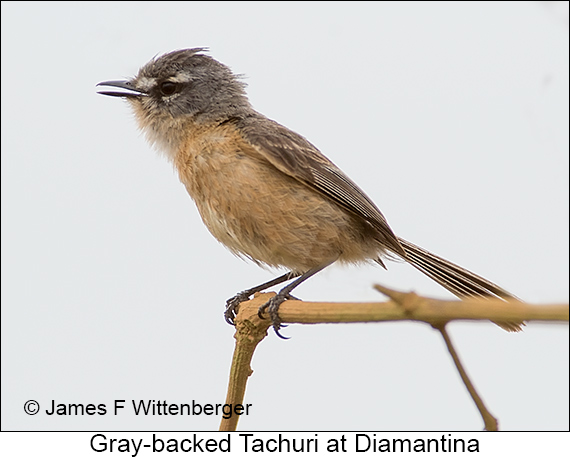 Gray-backed Tachuri - © James F Wittenberger and Exotic Birding LLC