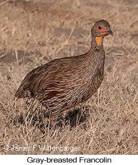 Gray-breasted Francolin - © James F Wittenberger and Exotic Birding LLC