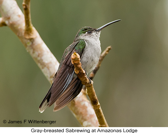 Gray-breasted Sabrewing - © James F Wittenberger and Exotic Birding LLC