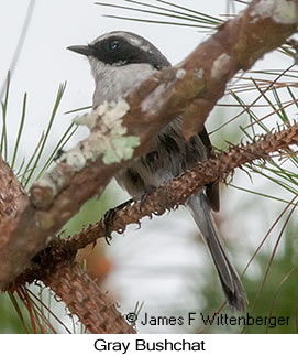 Gray Bushchat - © James F Wittenberger and Exotic Birding LLC