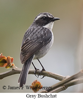 Gray Bushchat - © James F Wittenberger and Exotic Birding LLC