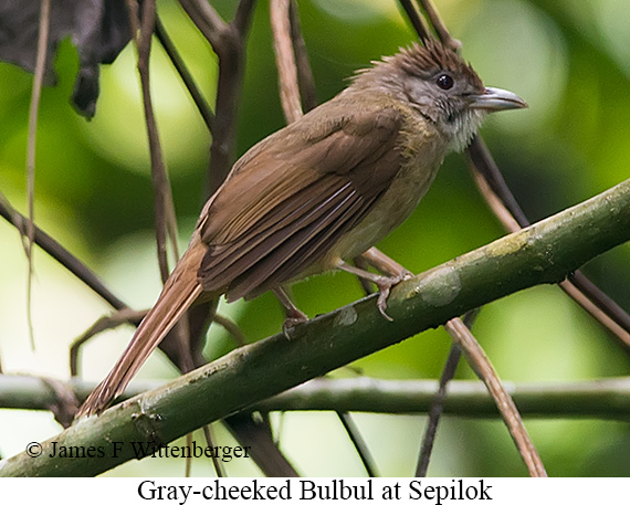 Gray-cheeked Bulbul - © James F Wittenberger and Exotic Birding LLC