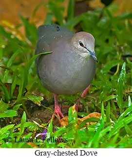 Gray-chested Dove - © Laura L Fellows and Exotic Birding LLC